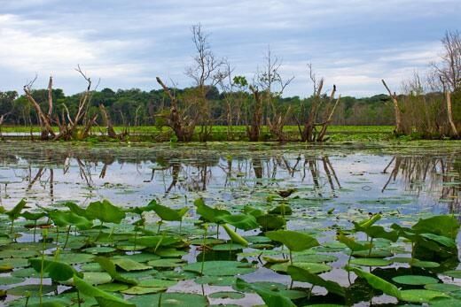 World Wetlands Day